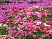 lewisia mit delosperma sutherlandii.webp