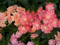 Regenbogen (1).webp