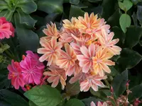 Regenbogen (3).webp