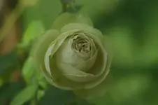 Lovely Green Beetr.Meilland 2004.webp