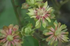 Viridiflora Beetr. Chinaod.Bengalen 1743.webp