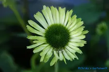 E.Green Juwel.webp