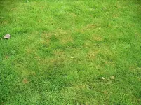 IMGP3667.webp