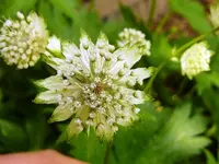 PAstrantia.webp