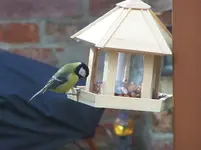 Vogelhäuschen.webp