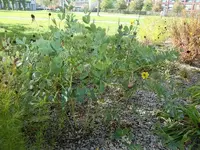 CIMG7414.webp