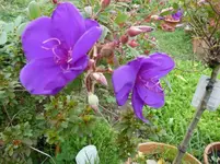 veilchenbaum.webp