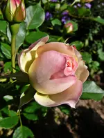 Rose Artemis h.webp