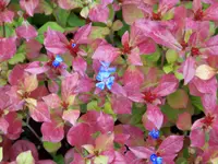 ceratostigma.webp