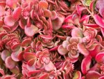 sedum Coral Reef.jpg