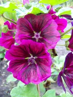 malva sylvestris ssp. mauritiana.webp
