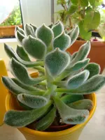 DSC00845.webp
