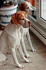 die beiden einzufügenden Hunde_640.webp
