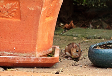 kleine Maus holt sich Vogelfutter_640.webp