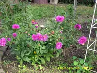 JD500835.webp
