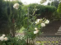 JD500842.webp