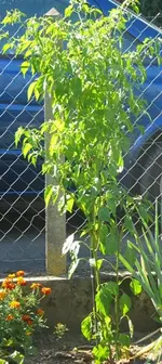 IMG_5025-Chili_peru.webp