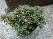 DSC00860.webp