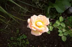 Rose.webp