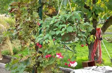 Fuchsie.webp