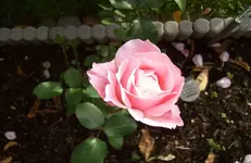 Rose 1.webp