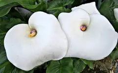 Copy of IMG_3689v.webp