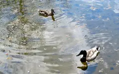 Copy of IMG_3891v.webp