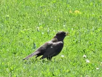 Copy of IMG_3909v.webp