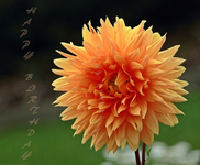 gelbe Dahlie.webp