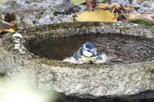 2012_1017Herbst0034.webp