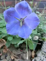 CIMG2091.webp