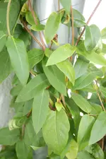 Kletterpflanze_02.webp
