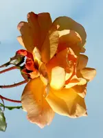 Rosen_045.webp