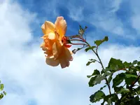 Rosen_033.webp