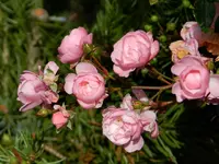 Rosen_043.webp