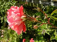 Rosen_042.webp