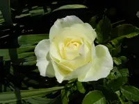 Rosen_040.webp