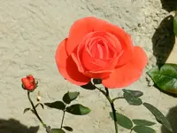 Rosen_032.webp