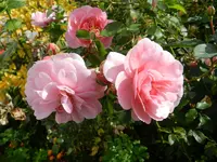 Rosen_041.webp