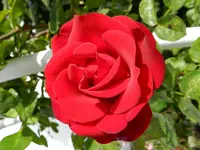 Rosen_036.webp