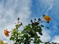 Rosen_034.webp
