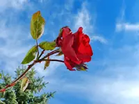 Rosen_038.webp