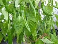 IMG_5252-Chili-p2.webp