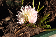 weiß_rosa von Sigrid.webp