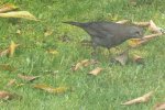 2012_1018Herbst0014.jpg