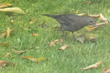 2012_1018Herbst0014.webp