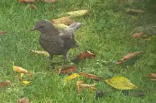 2012_1018Herbst0015.webp