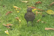 2012_1018Herbst0016.webp