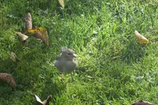 2012_1018Herbst0032.webp