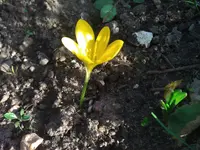 WP_000213.webp